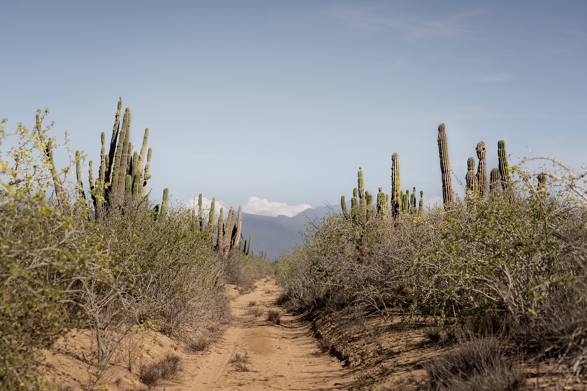 Vipp Todos Santos Mexico Nature 01 Retouch