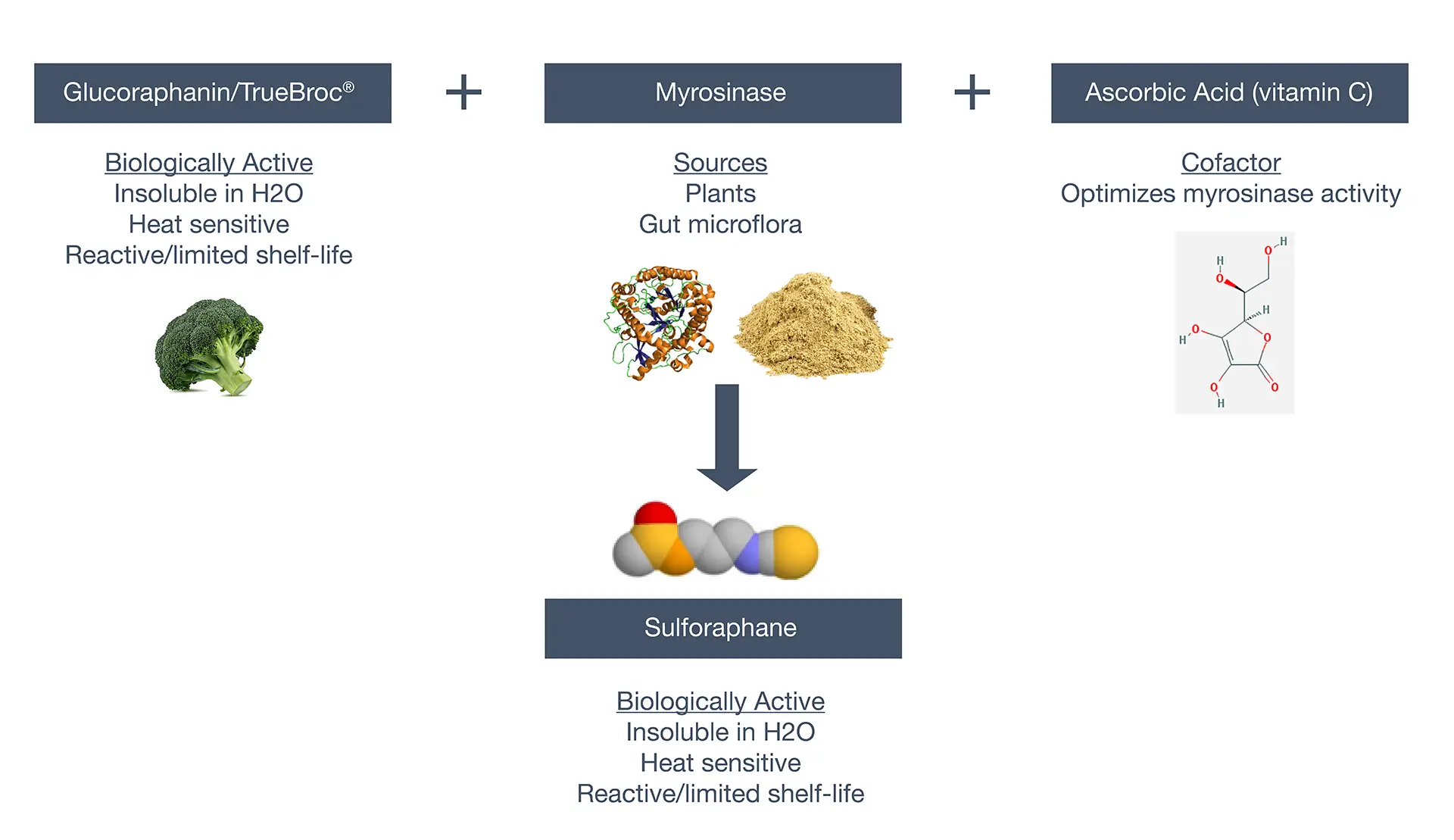 Visual summary of sulforaphane activation