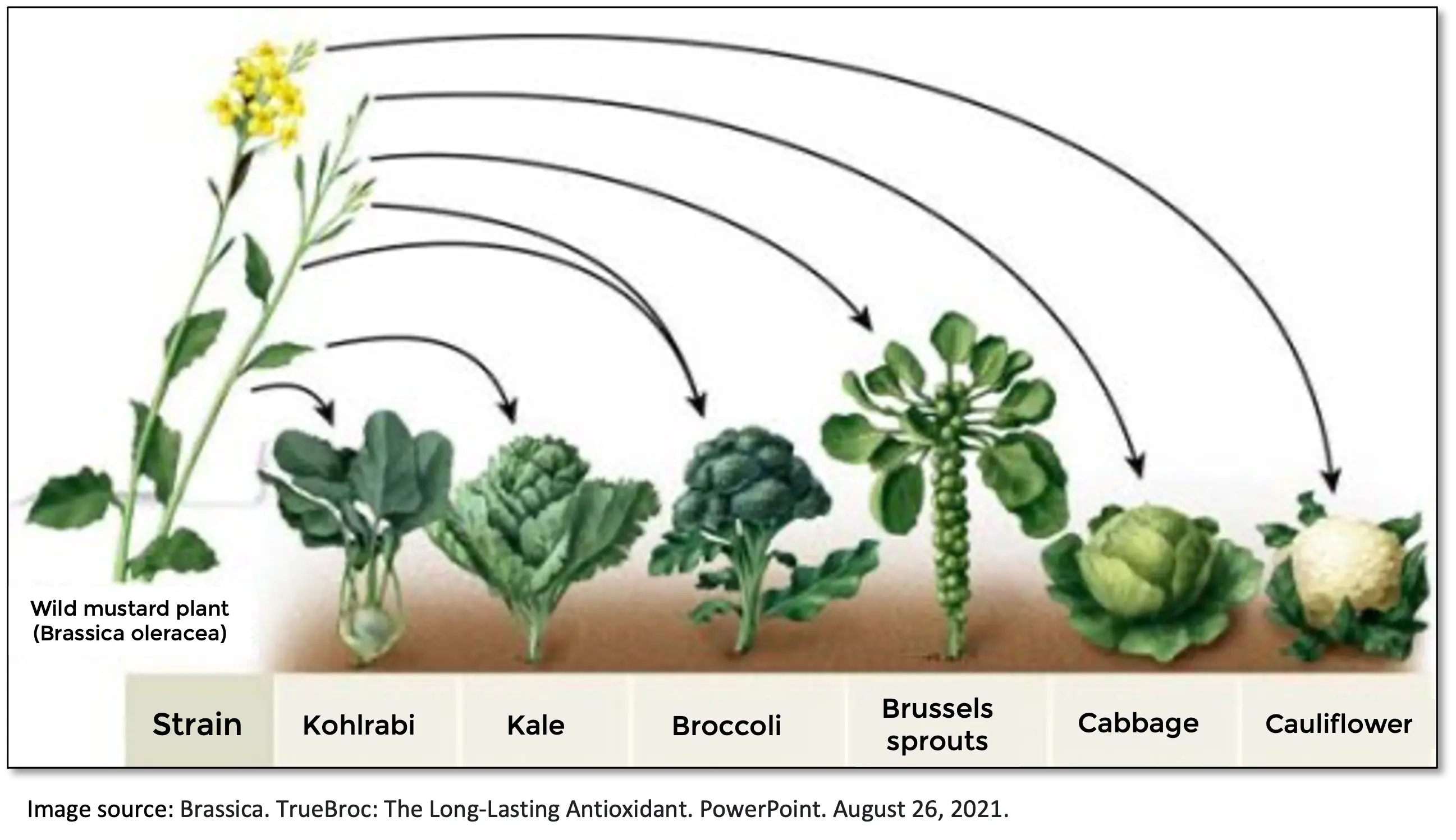 Common cruciferous vegetables